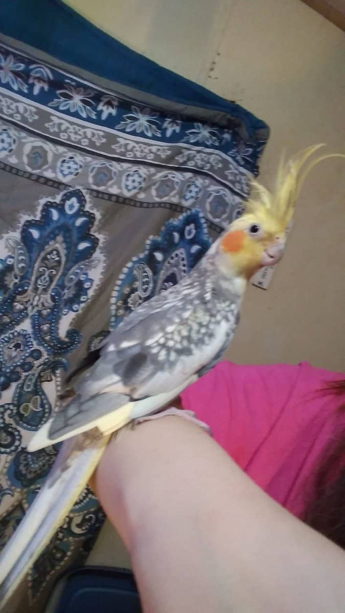 Friendly Male Cockatiel image 2