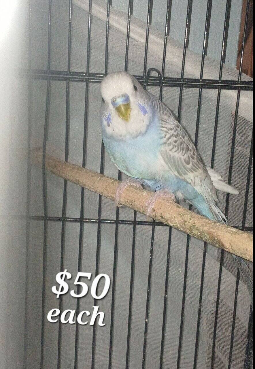 (Unavailable) White and blue mutation budgies image 1