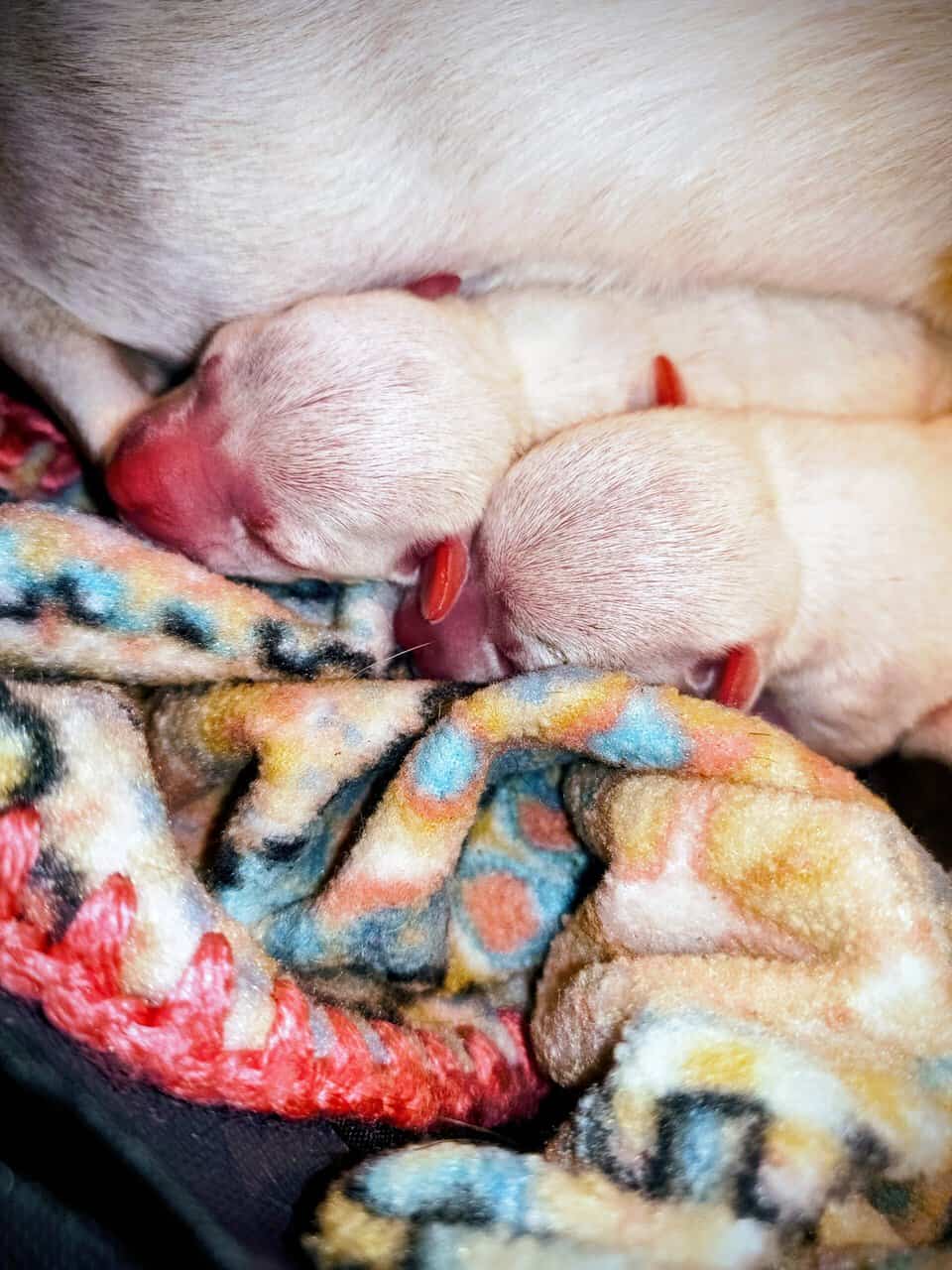 TOY Chihuahua Puppies – Ready Christmas Eve! ✨🎄 - image 5