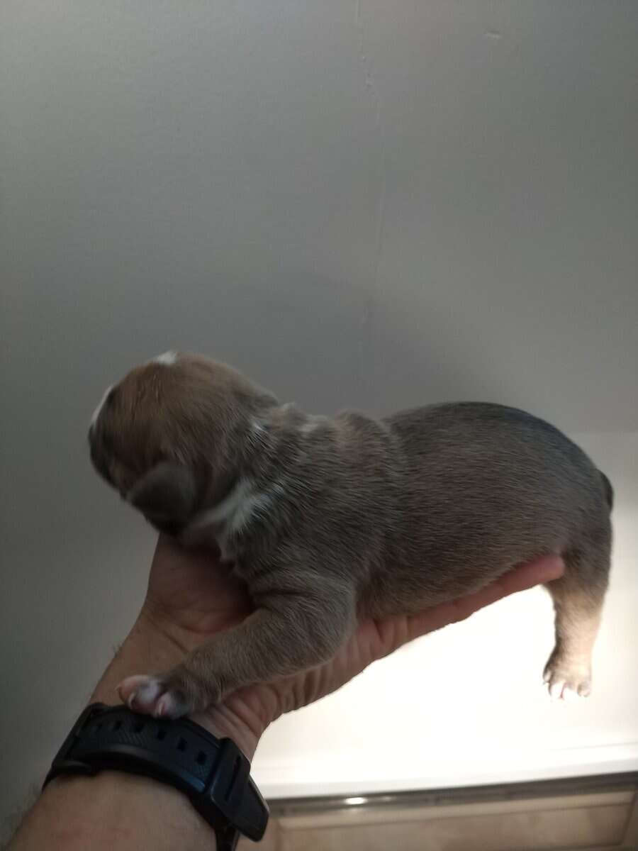 Premium Pocket Bully Puppies – Males & Females image 4