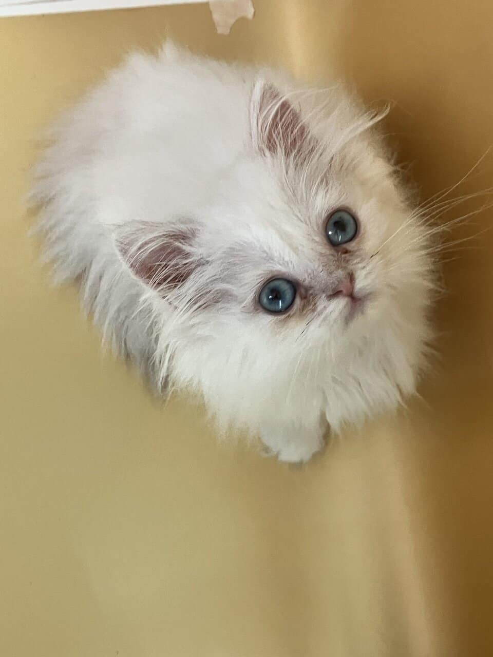 Silver chinchilla British longhair male image 3