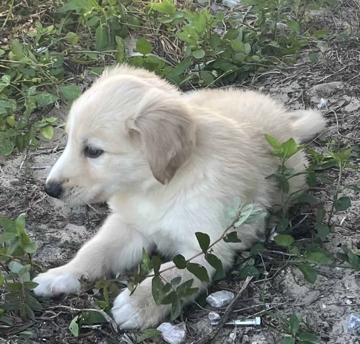 Goberian Puppies image 8