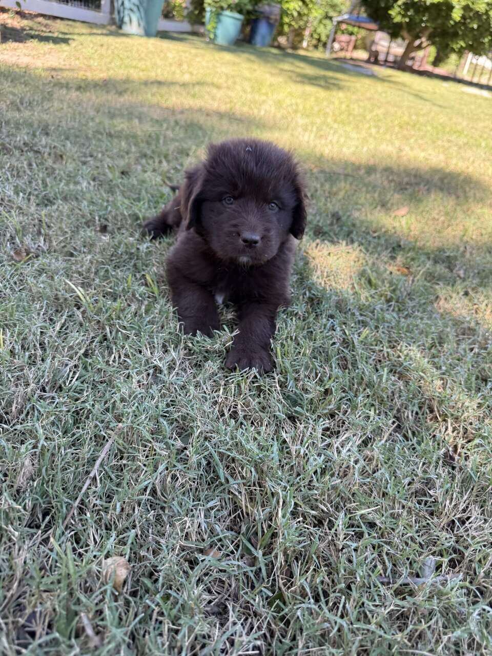AKC Newfoundland puppiies image 2