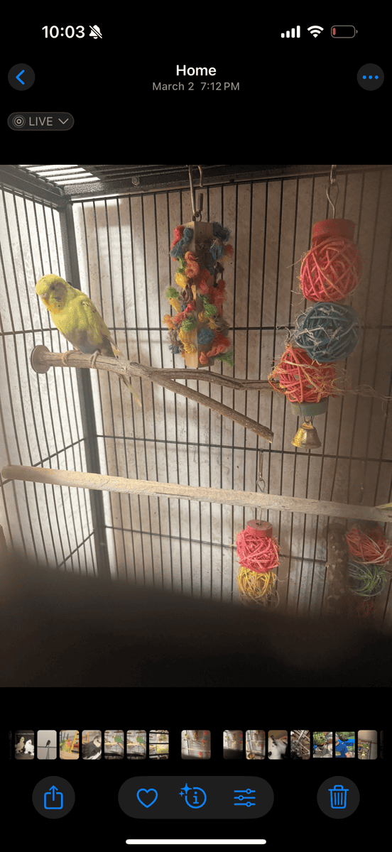 Parakeet, cockatiel, bird cage, and accessories image 3