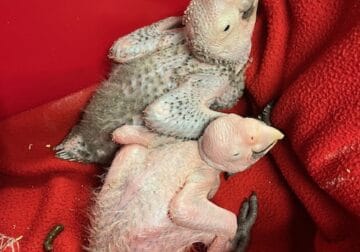 macaws cockatoos amazons and african greys