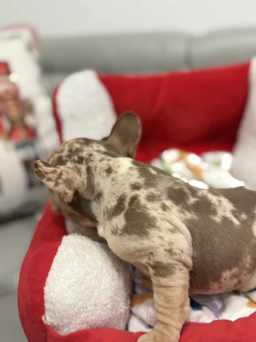 French bulldog for sale image 10