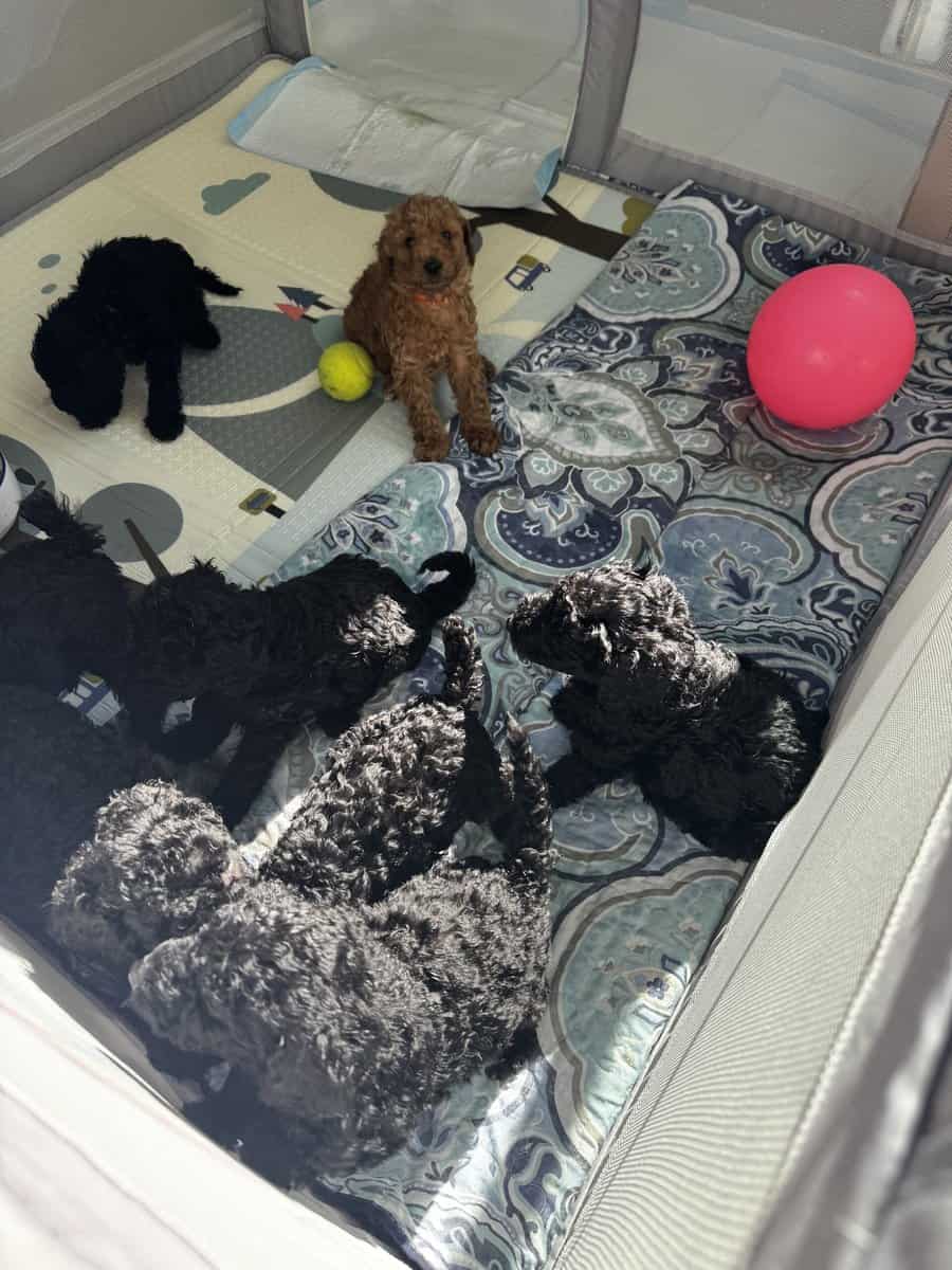 Standard Poodle Puppies – Family Raised – Ready image 9