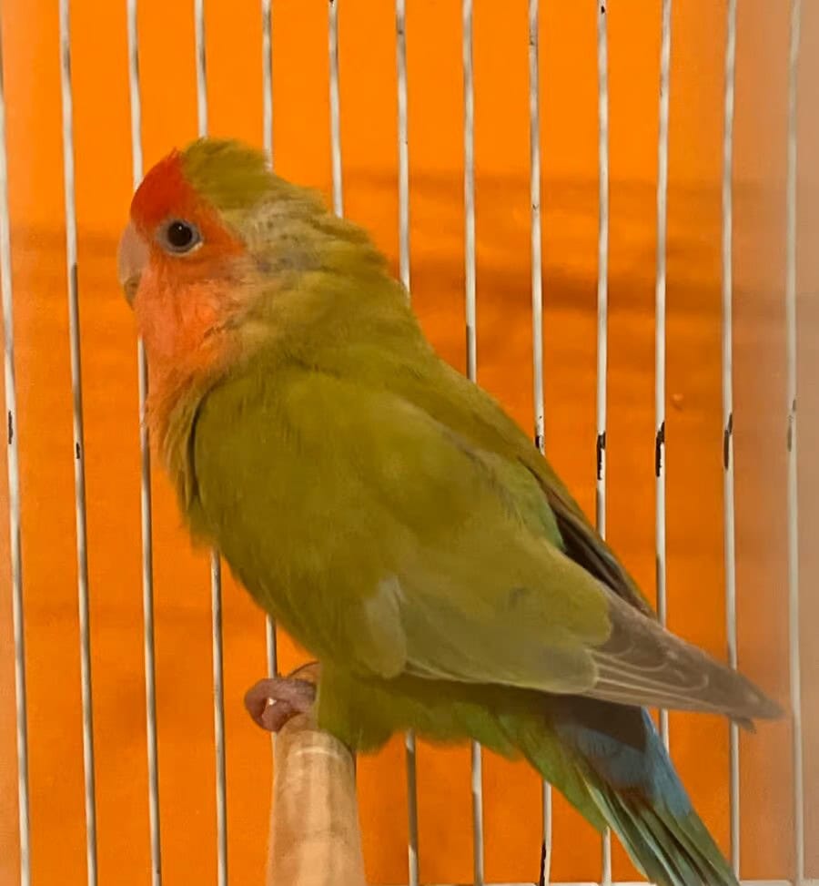 Lovebird image 1