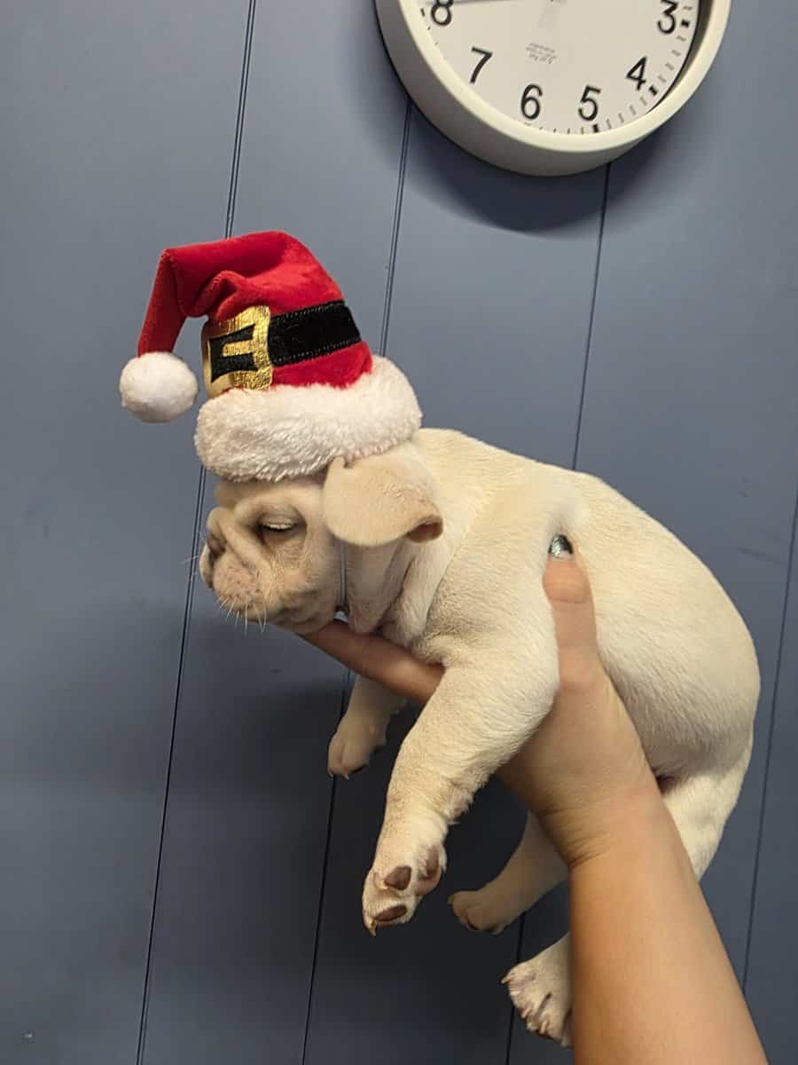 Akc frenchies image 2