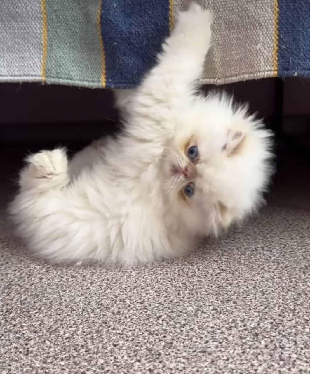 Himalayan Persian Kittens image 5