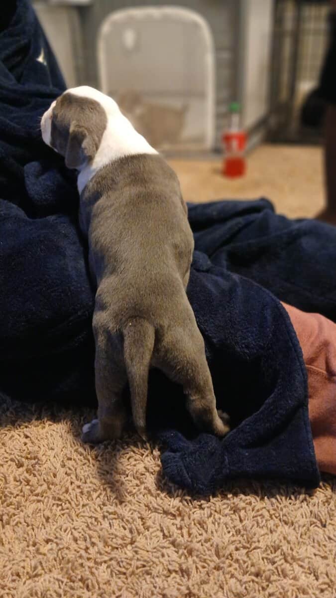 Christmas Puppies image 23