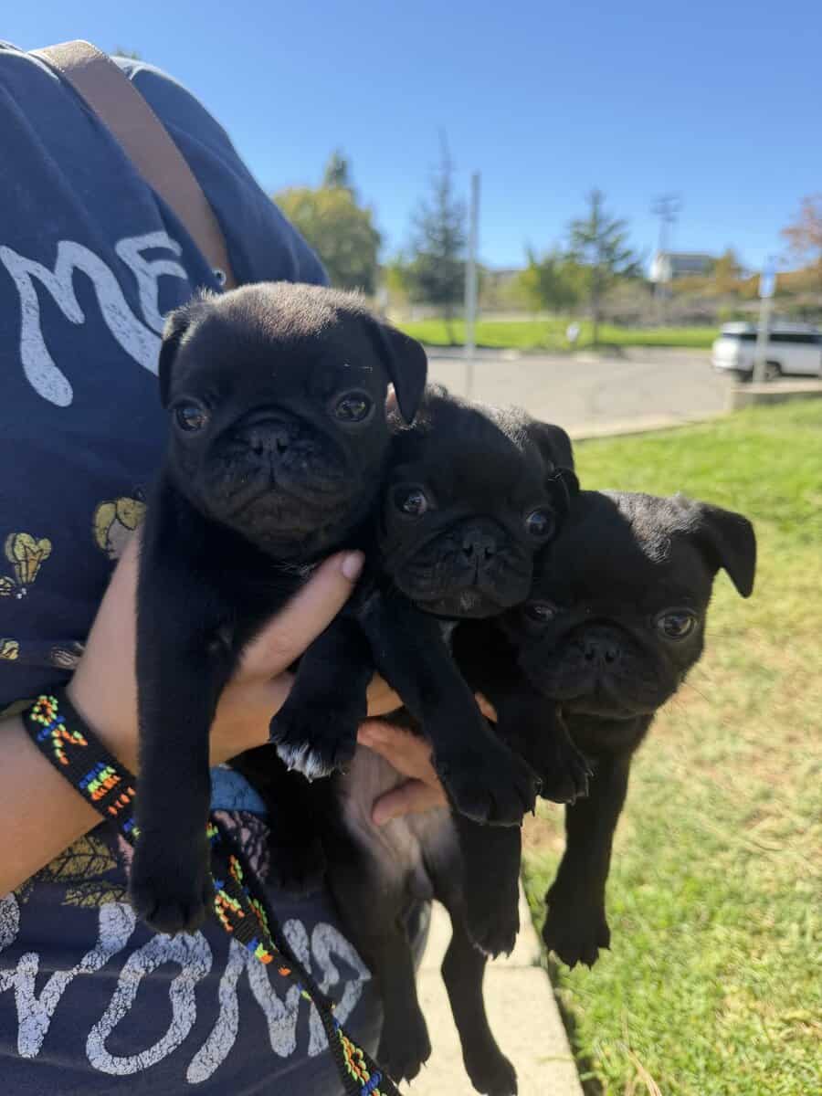 Pug puppy image 1