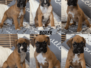 AKC MALE BOXER PUPS