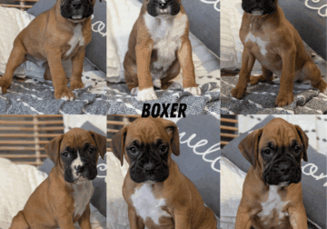 AKC MALE BOXER PUPS