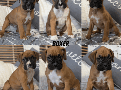 AKC MALE BOXER PUPS