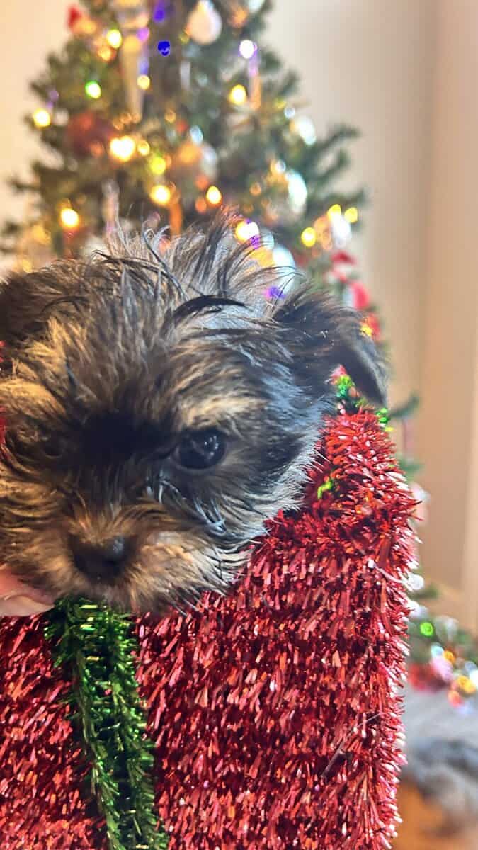 Yorkies/small/health guarantee/shots/deworm/idaho image 2