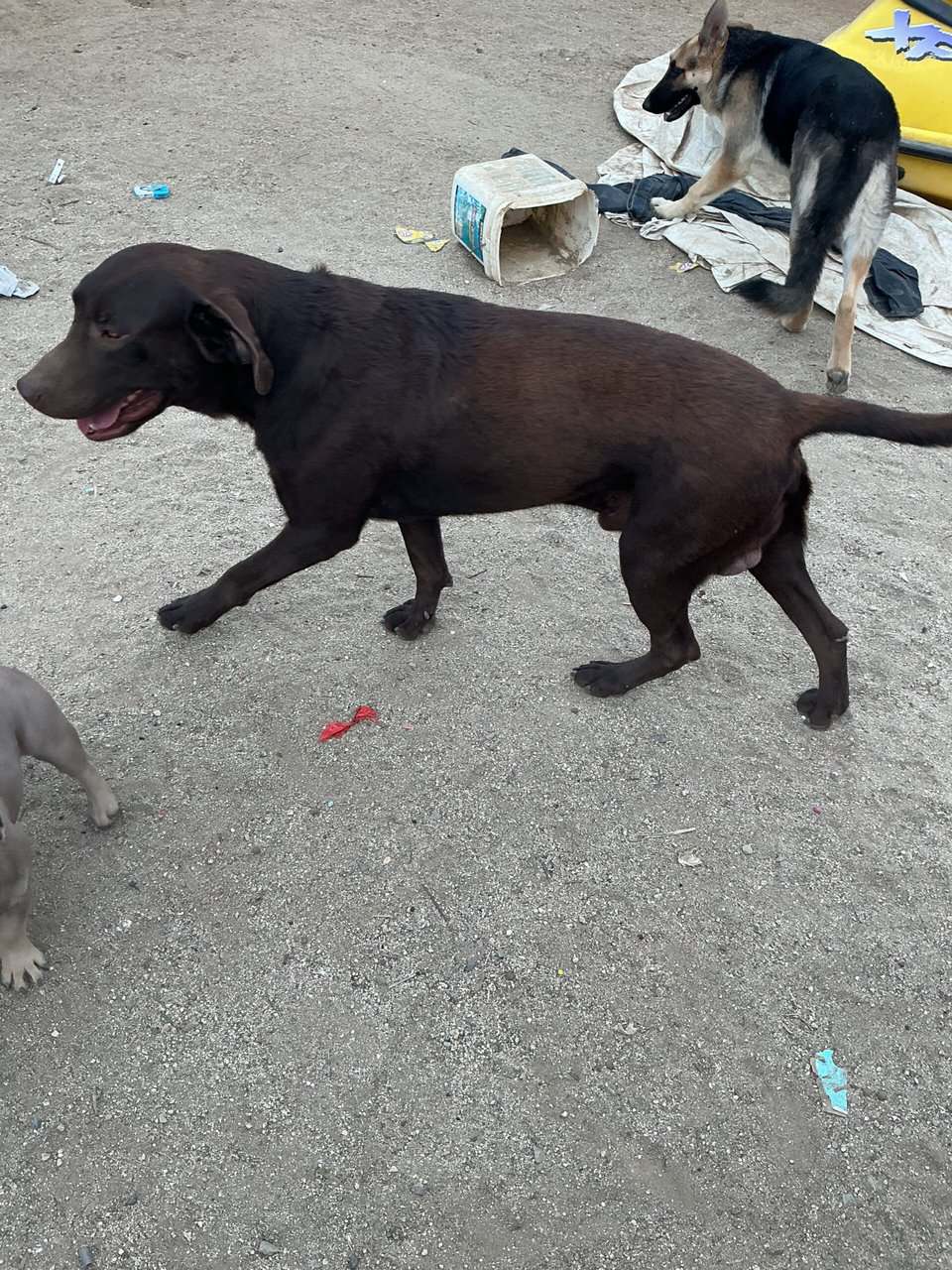 American Labrador Retriever image 13