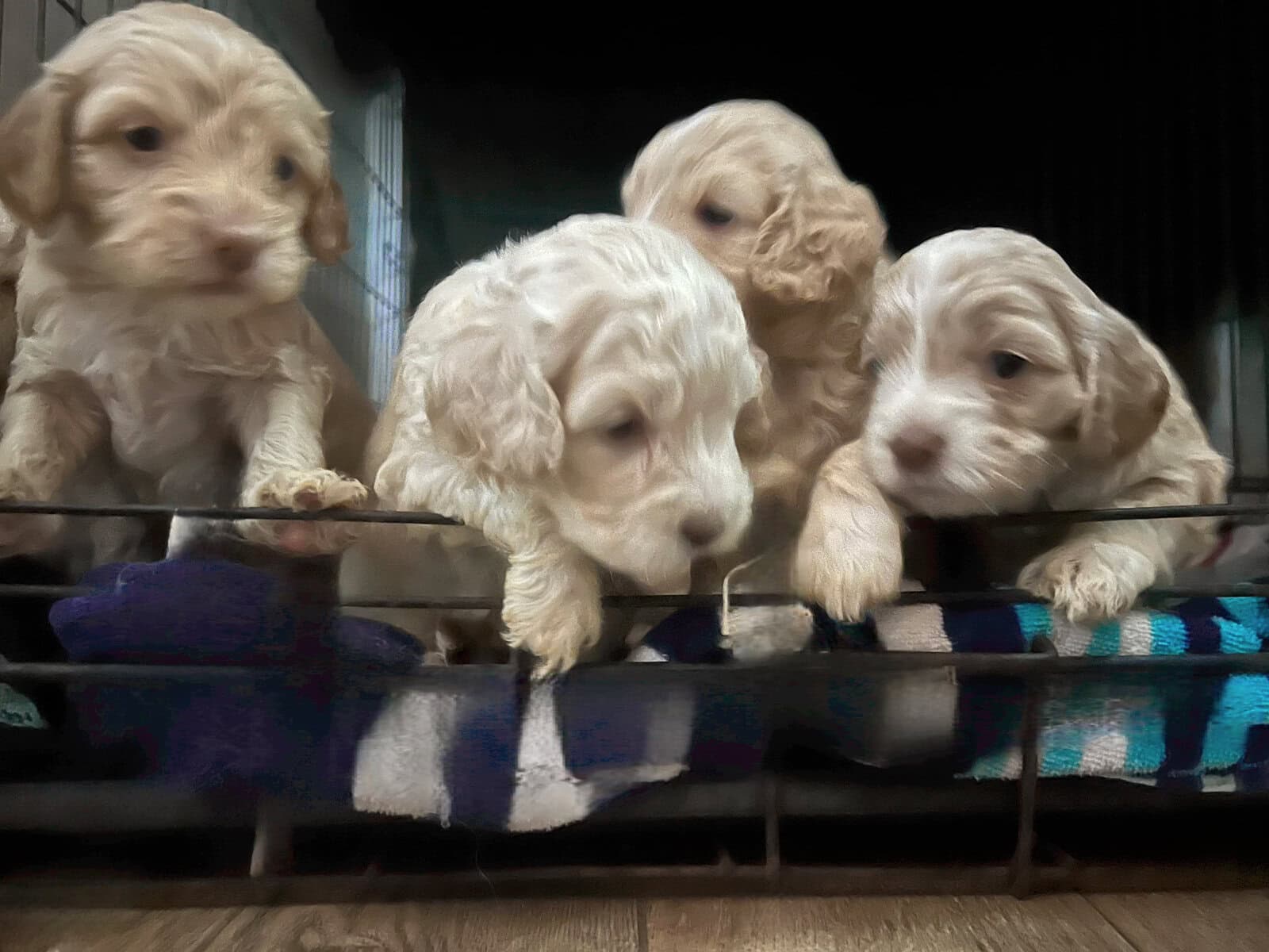 Cockapoo puppies image 1