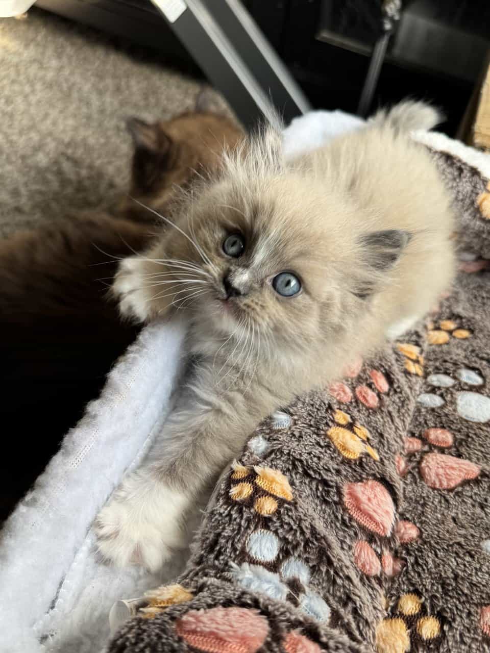 Ragdoll kittens image 3
