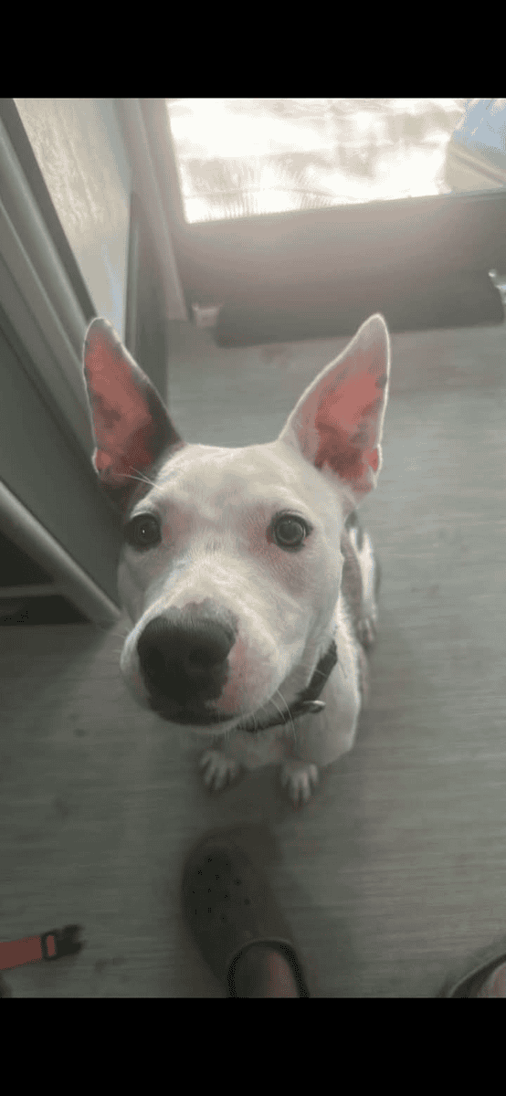 Adopt Remi!! image 2