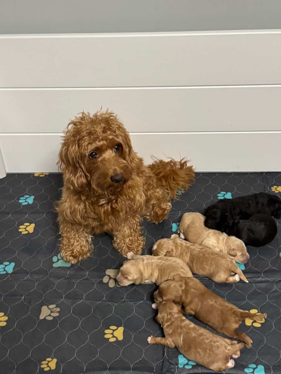 Mini Labradoodle Puppies — Ready Mid-December image 6