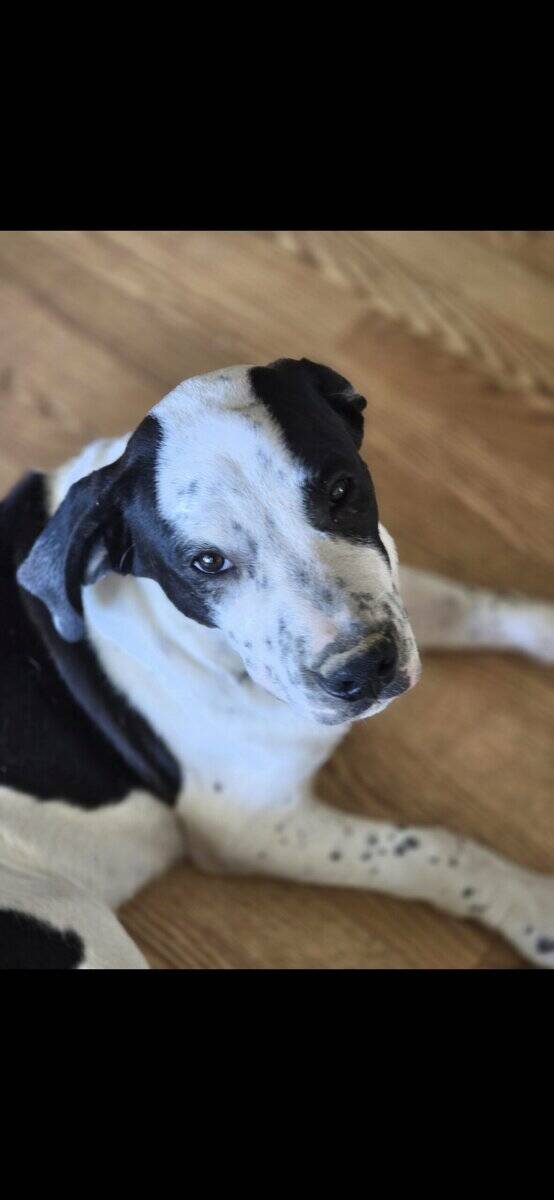 FREE 26 WEEK PUPS image 1