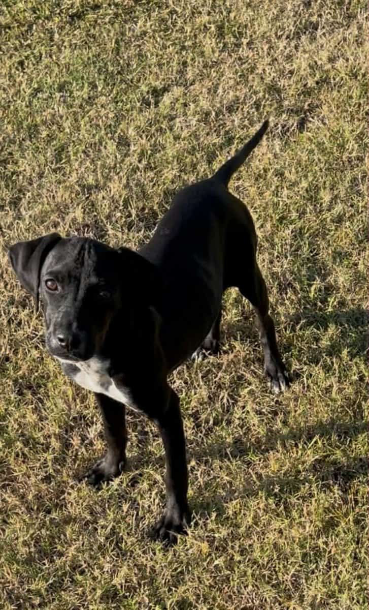 Puppies image 1
