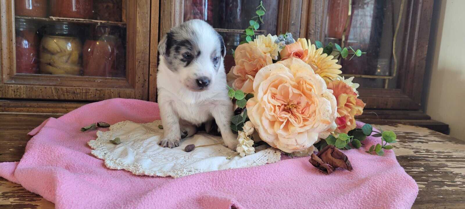 Aussie Puppies image 6