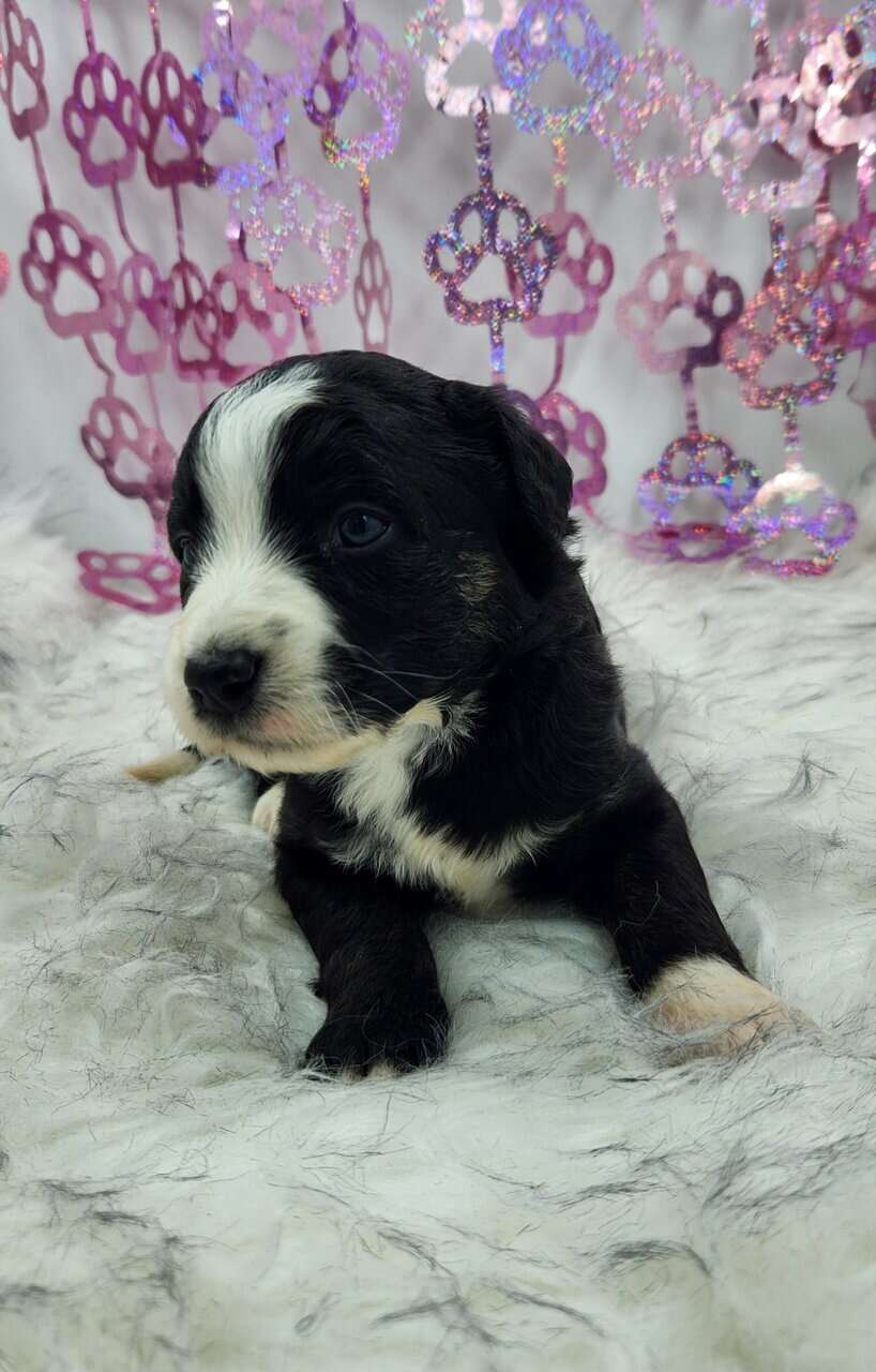 6 Mini Aussidoodles image 12