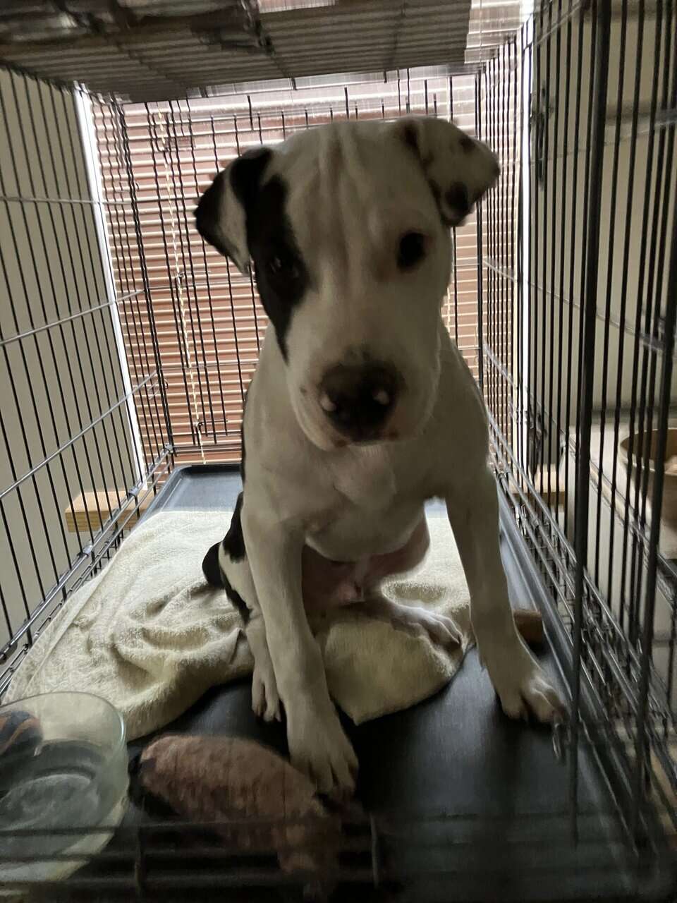 5-month-old Terrier-mix Pup image 1
