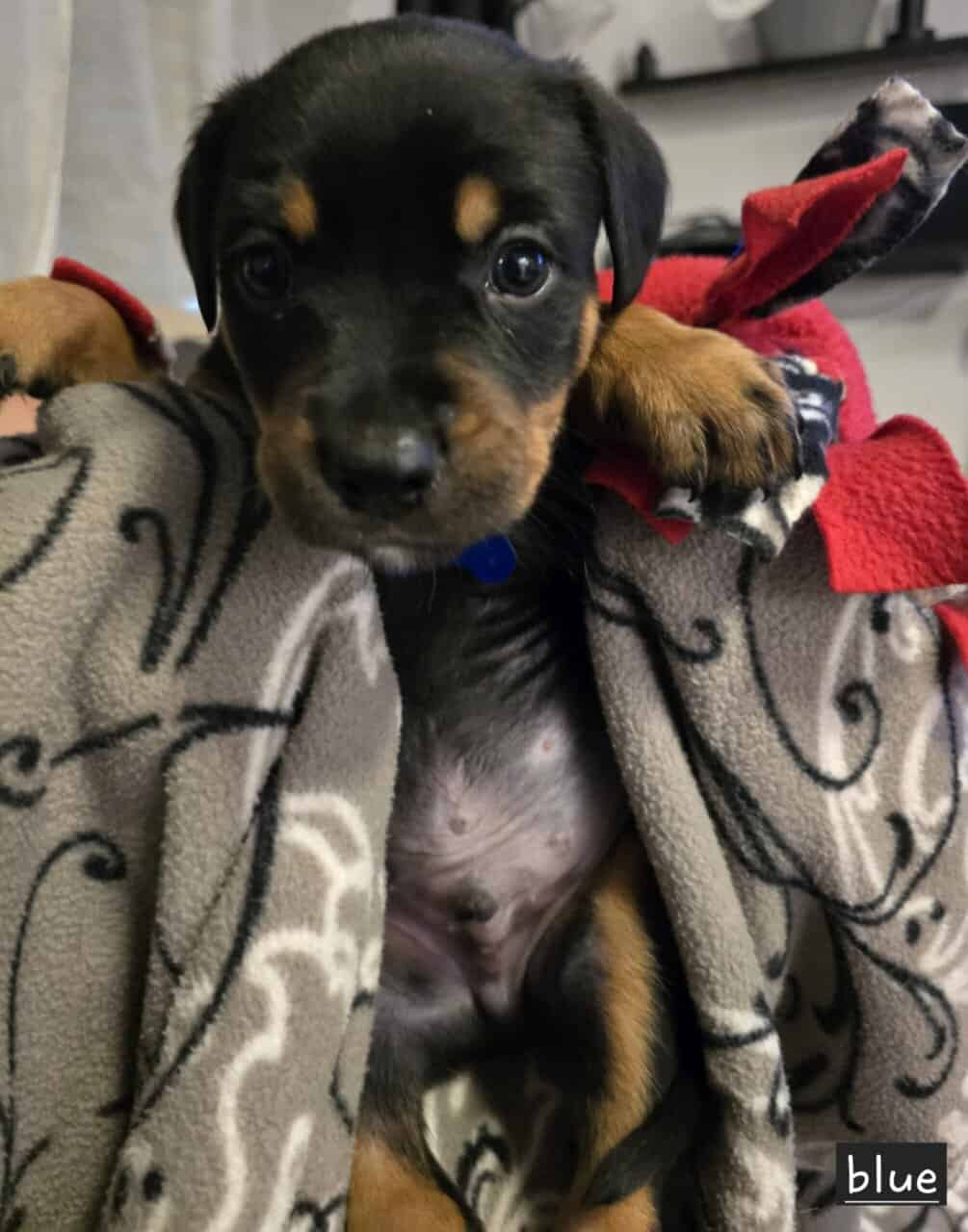 Borderweiler puppies available 11/21 image 3