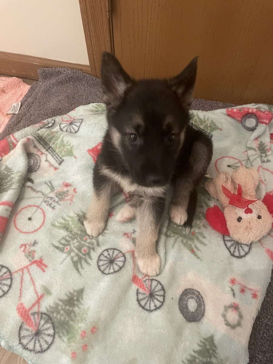 Lily playful pup image 4
