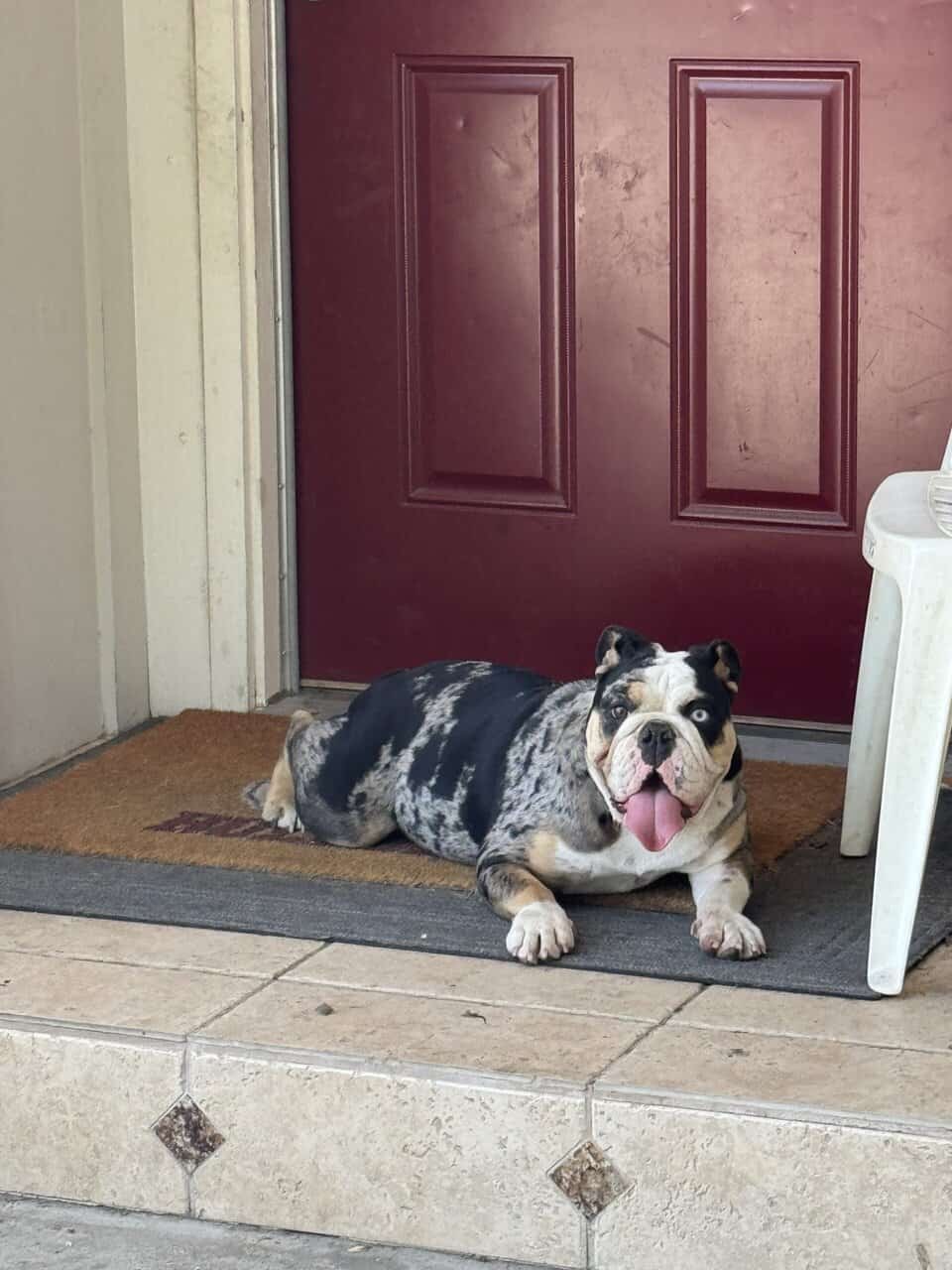 English bulldog image 1