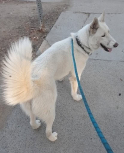 White Husky family dog needs new home image 1