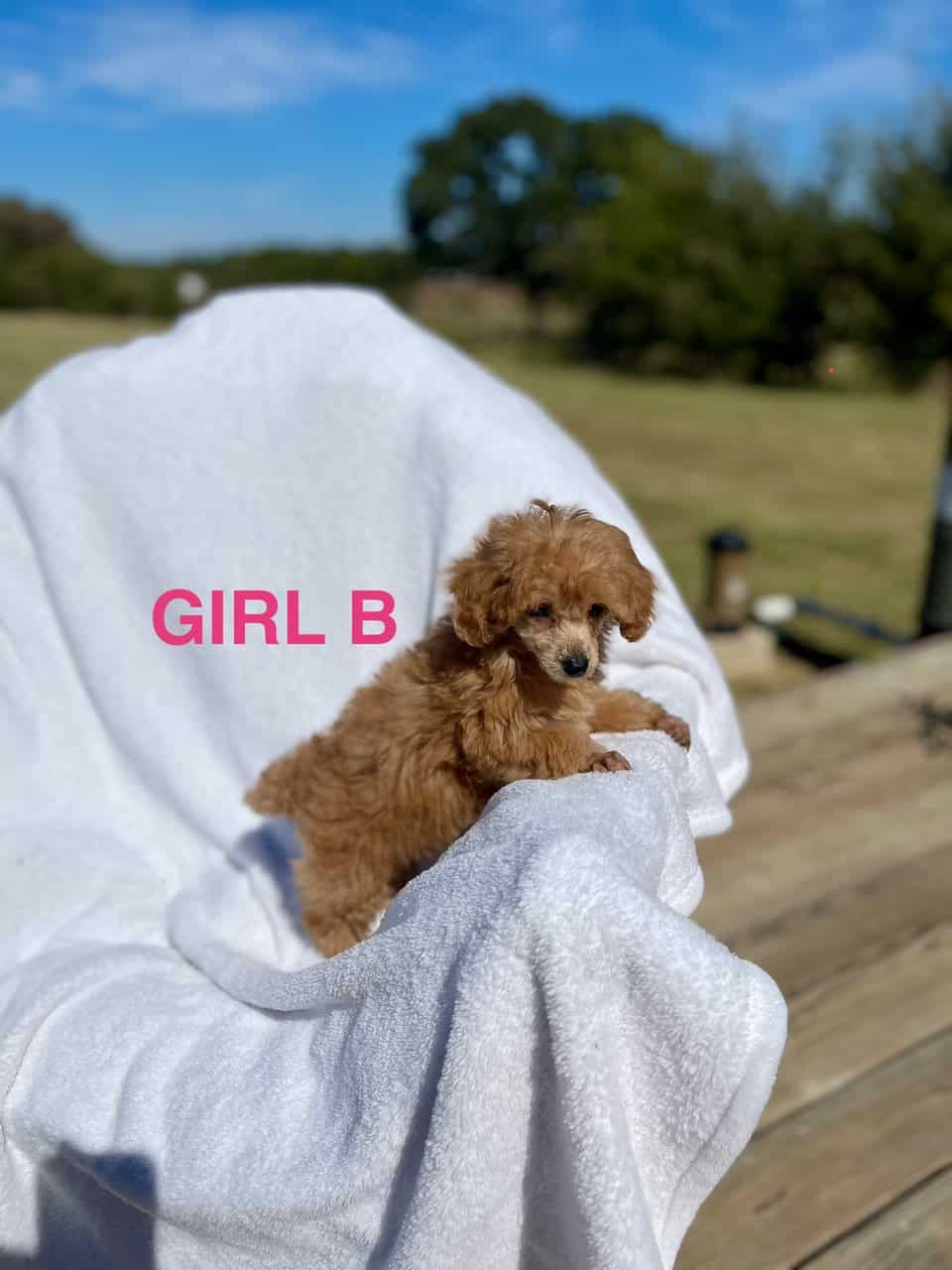 Toy Poodles DNA checked mom and Dad on Site image 1
