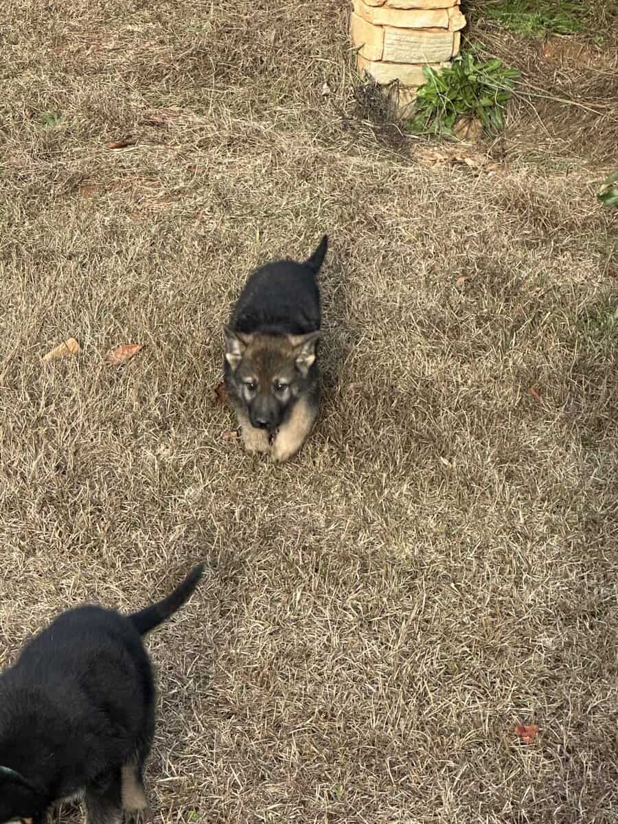Still available - Purebred German Shepherd Puppies image 18