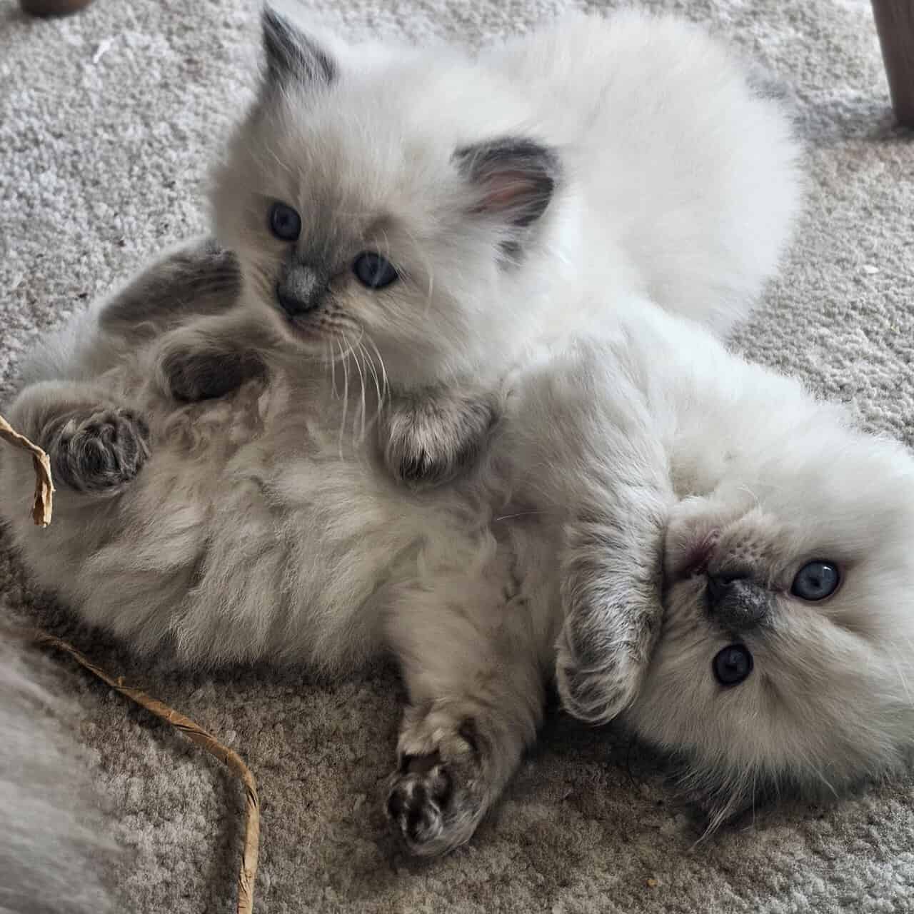 Ragdoll Kittens image 2