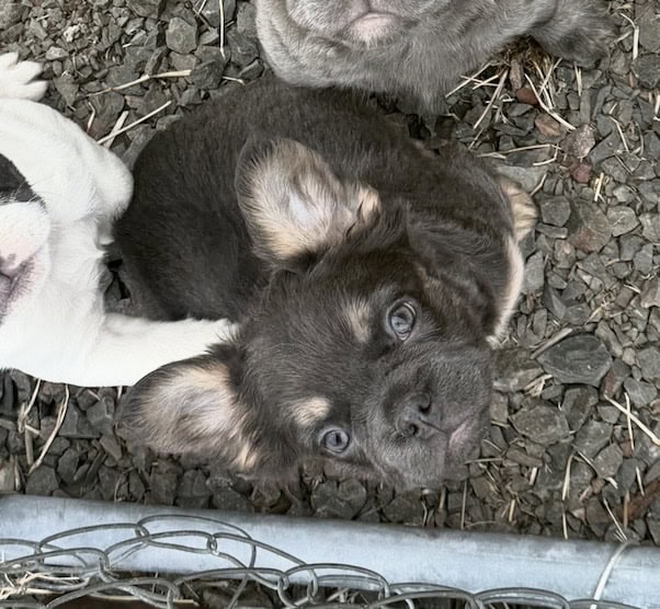 AKC female Fluffy French bulldog puppy image 5