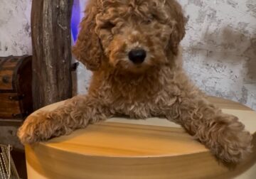 Goldendoodle
