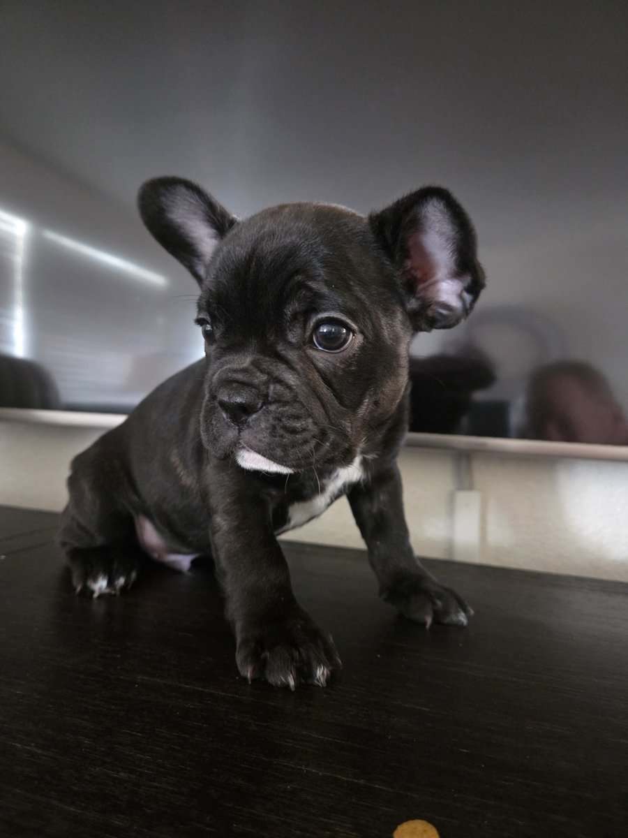 French Bulldog Puppies image 5