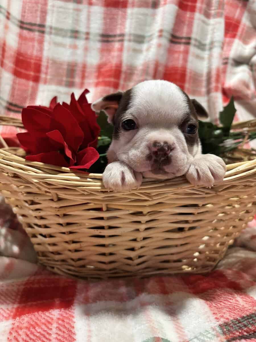 Boston Terrier puppies image 4
