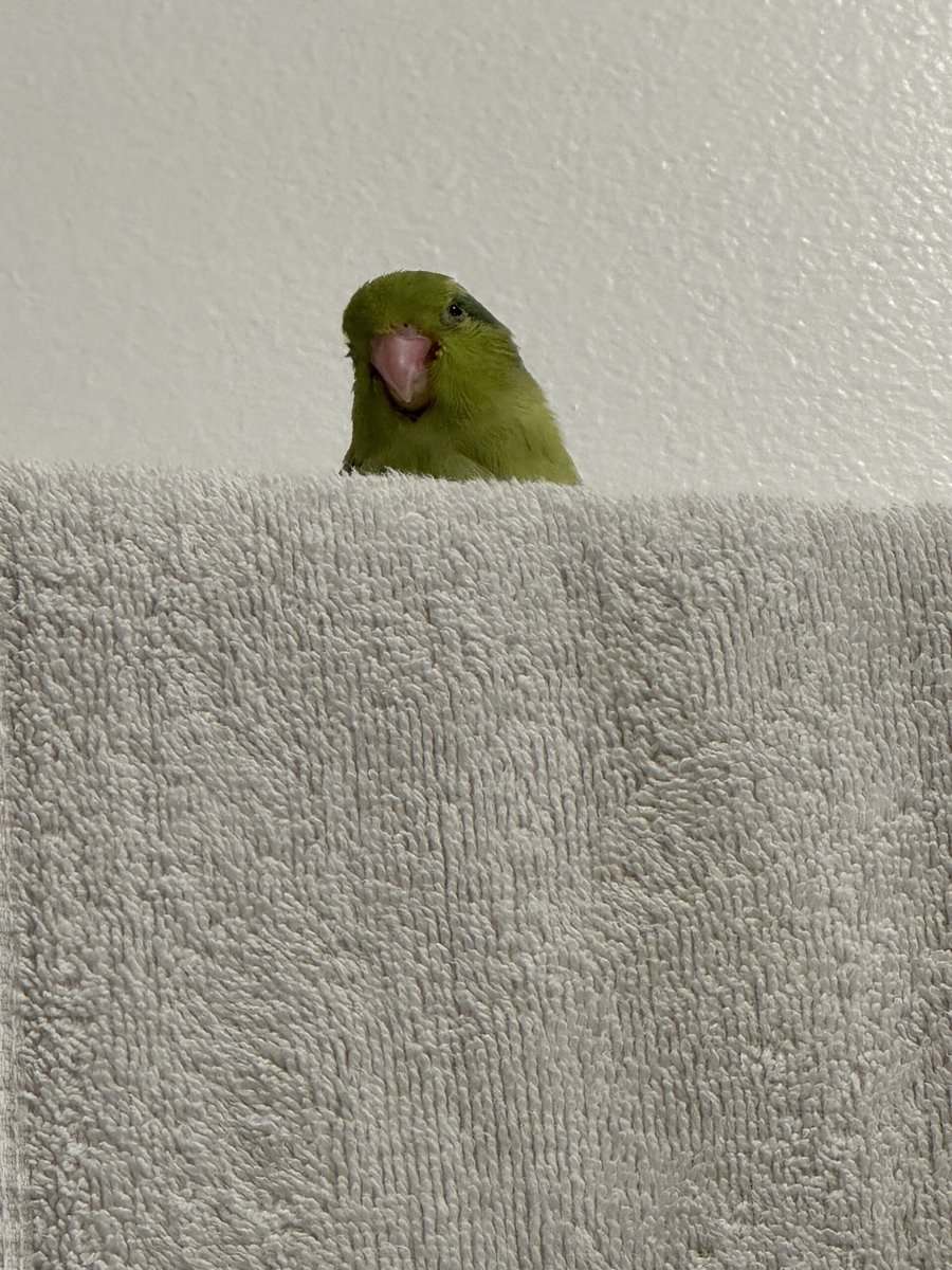 Selling 4 month old MALE Green Parrotlet image 5