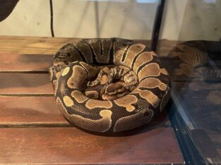 Ball Python