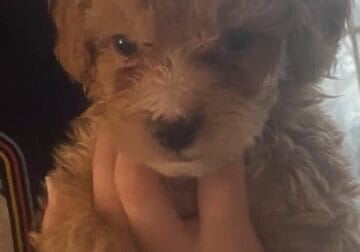 2 HANDSOME LiL MINIGOLDENDOODLES