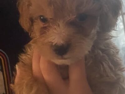 2 HANDSOME LiL MINIGOLDENDOODLES