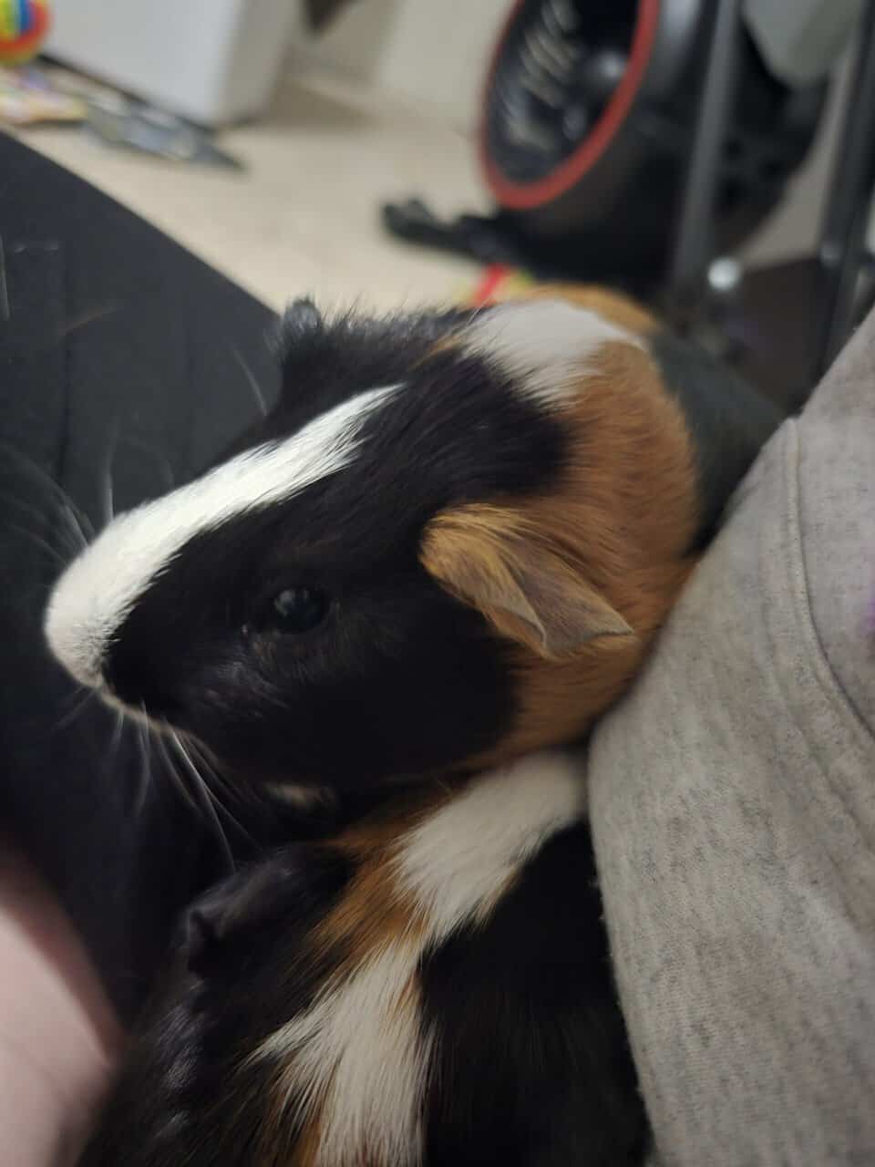 Rehoming 2 guniea pigs image 5