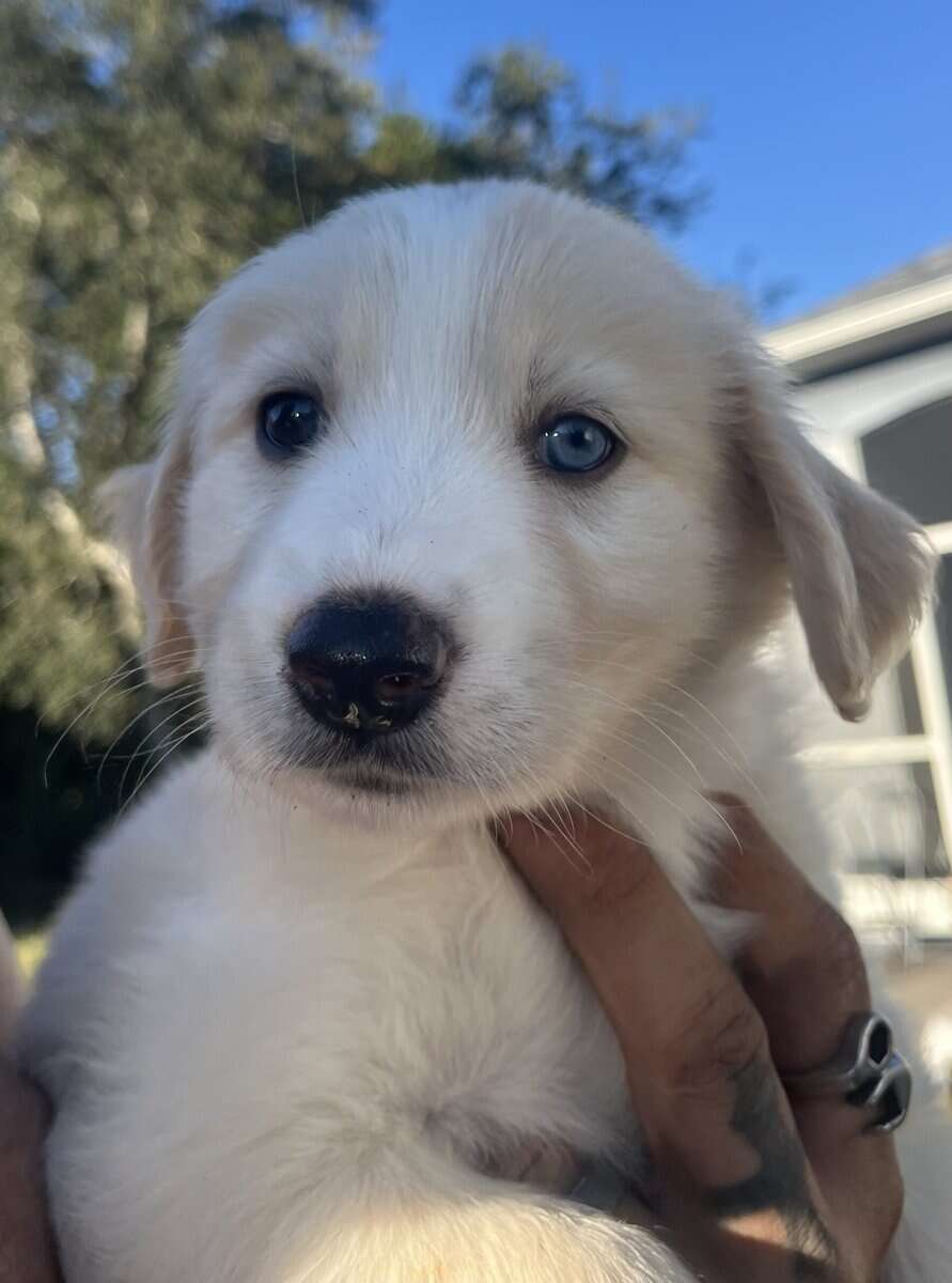 Goberian Puppies image 6
