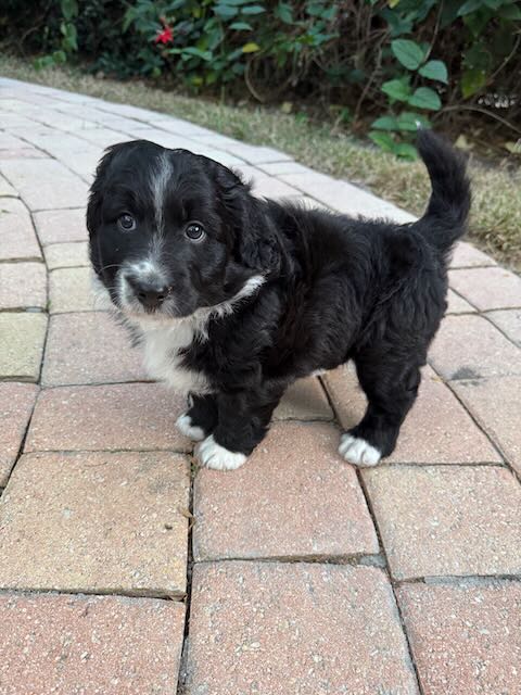 Aussipoo Puppies image 2