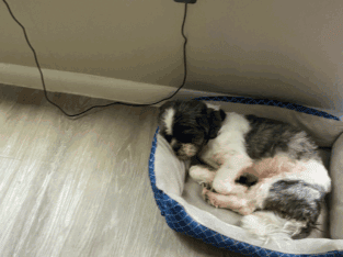 A Loving Dog , Needs A loving Home.