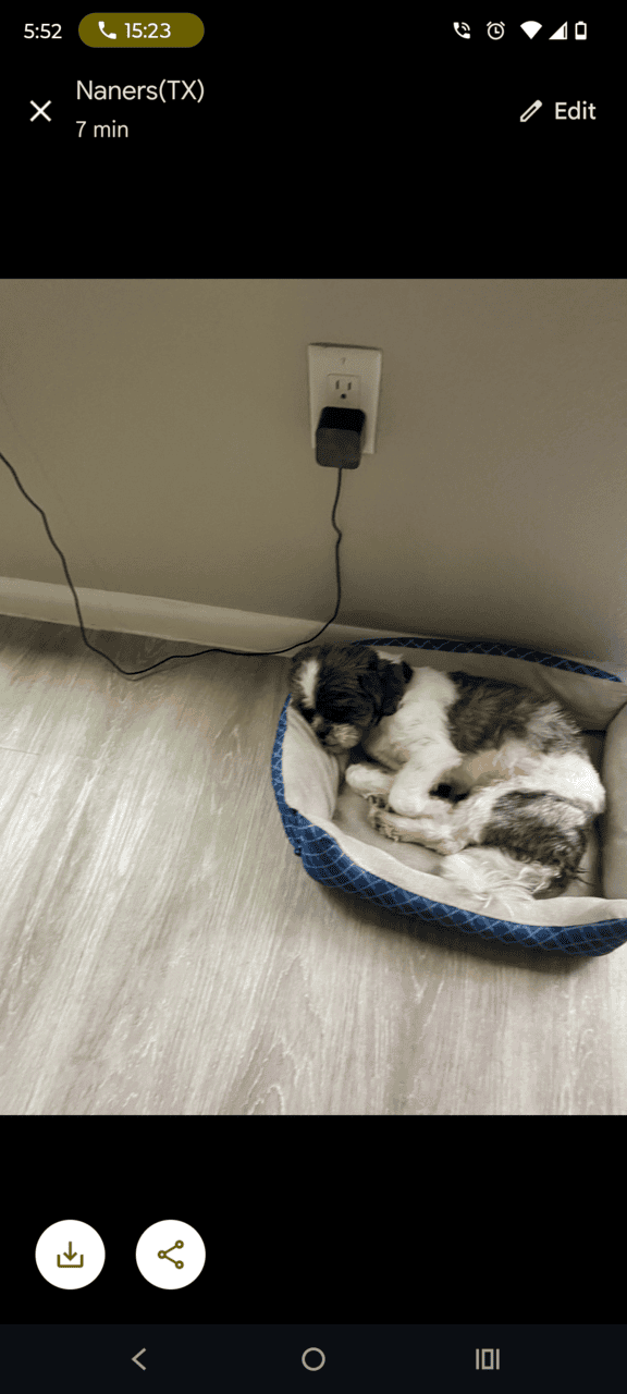 A Loving Dog , Needs A loving Home. image 1